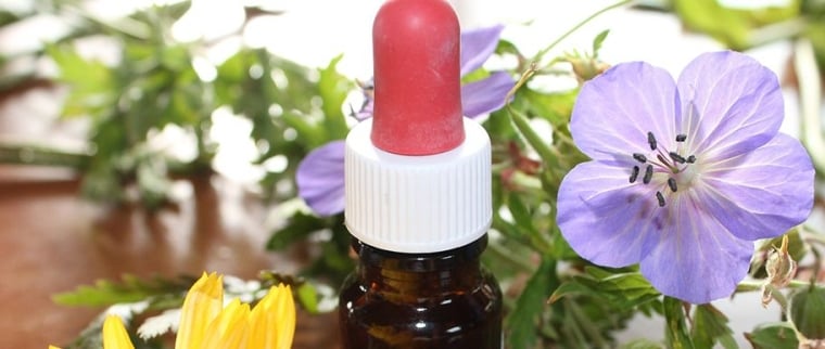 homéopathie pour chien
